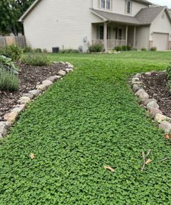 Real product photo of the FineFolio MicroClover eco-lawn seed bag on a clean neutral background