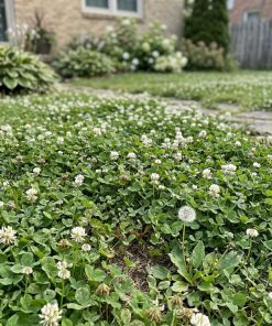 HearthClover white Dutch clover lawn close up