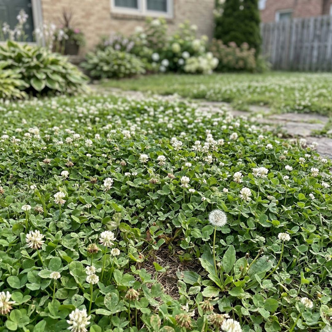A white dutch clover lawn in full May bloom, grown from HearthClover seed