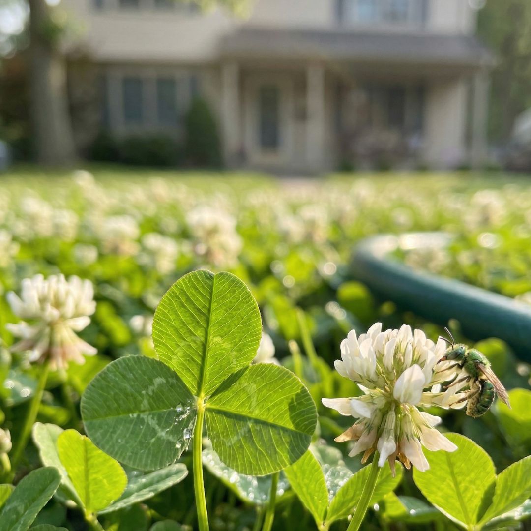 HearthClover white Dutch clover lawn leaf of plant