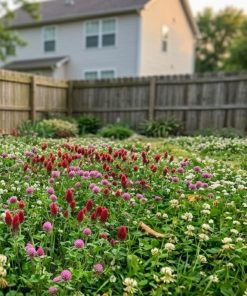 Close up of a trileaf lawn with three types of clovers