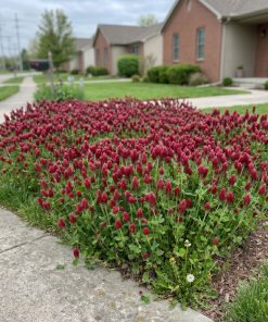 Front lawn with crimson clover grown from scarletstich crimson clover lawn seeds