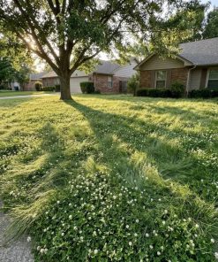 Groundkeep no mow lawn mix image of a lawn