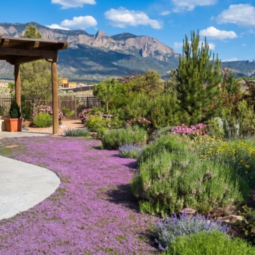 A red creeping thyme lawn in bloom in front of a house with mountains behind