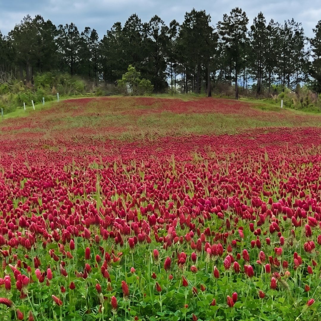 Large field of crimson clover grown from scarletstich crimson clover lawn seeds