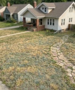 RootNative native grass lawn