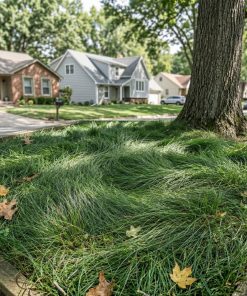 ShadeCraft | Fine Fescue Lawn Seed Mix (No-Mow)