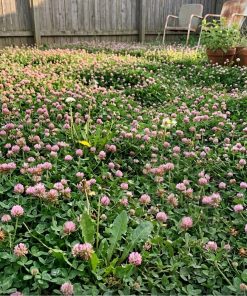 Strawberry clover backyard