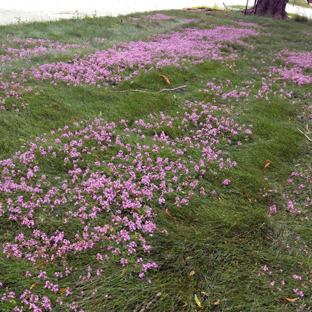 EmberShield fire-resistant lawn seed showing fine fescue and creeping thyme ground cover close up