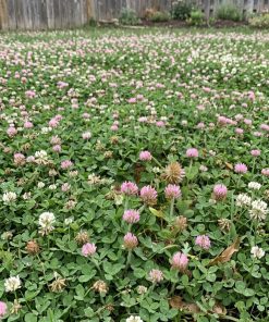 Lawn with a clover mix of strawberry and dutch clovers
