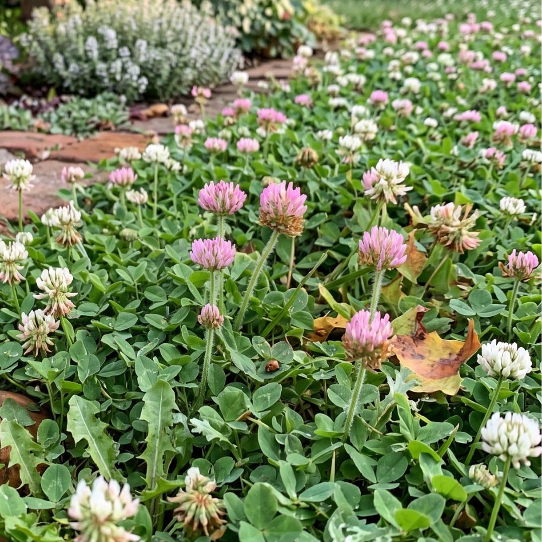 Strawberry and dutch clovers close up