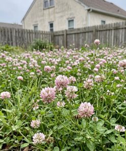 AlsikeGrass | Alsike Clover Lawn Seeds