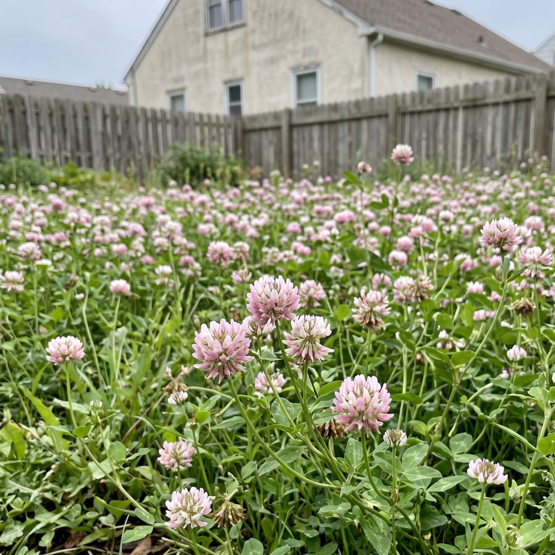 AlsikeGrass | Alsike Clover Lawn Seeds