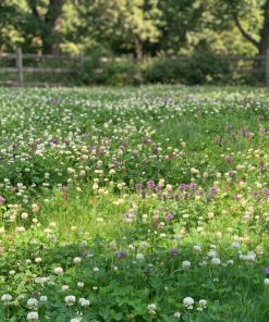 Backyard with the PollinatorLawn™ Bee Lawn Seed Mix
