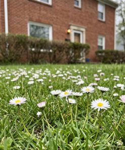 English Daisy Lawn Seeds | Bellis perennis