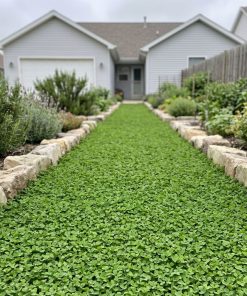 FineFolio | Pelleted Micro Clover Lawn Seed