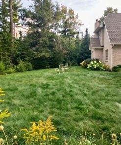 House with a garden of the NoMowLawn™| No-Mow Eco-Lawn