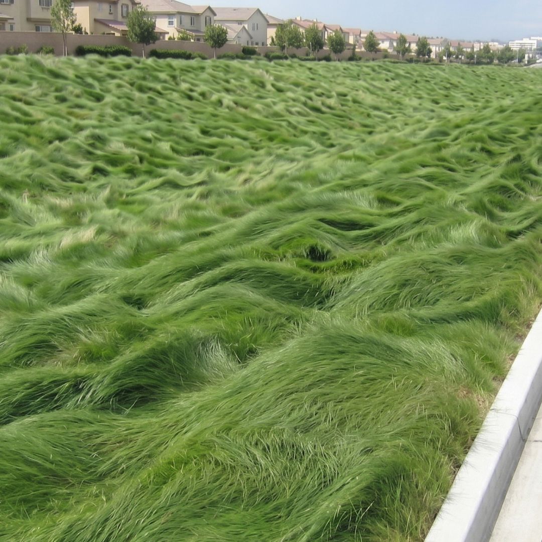 Large area of No mow fescue lawn of DroughtGuard™ No-Mow Fine Fescue