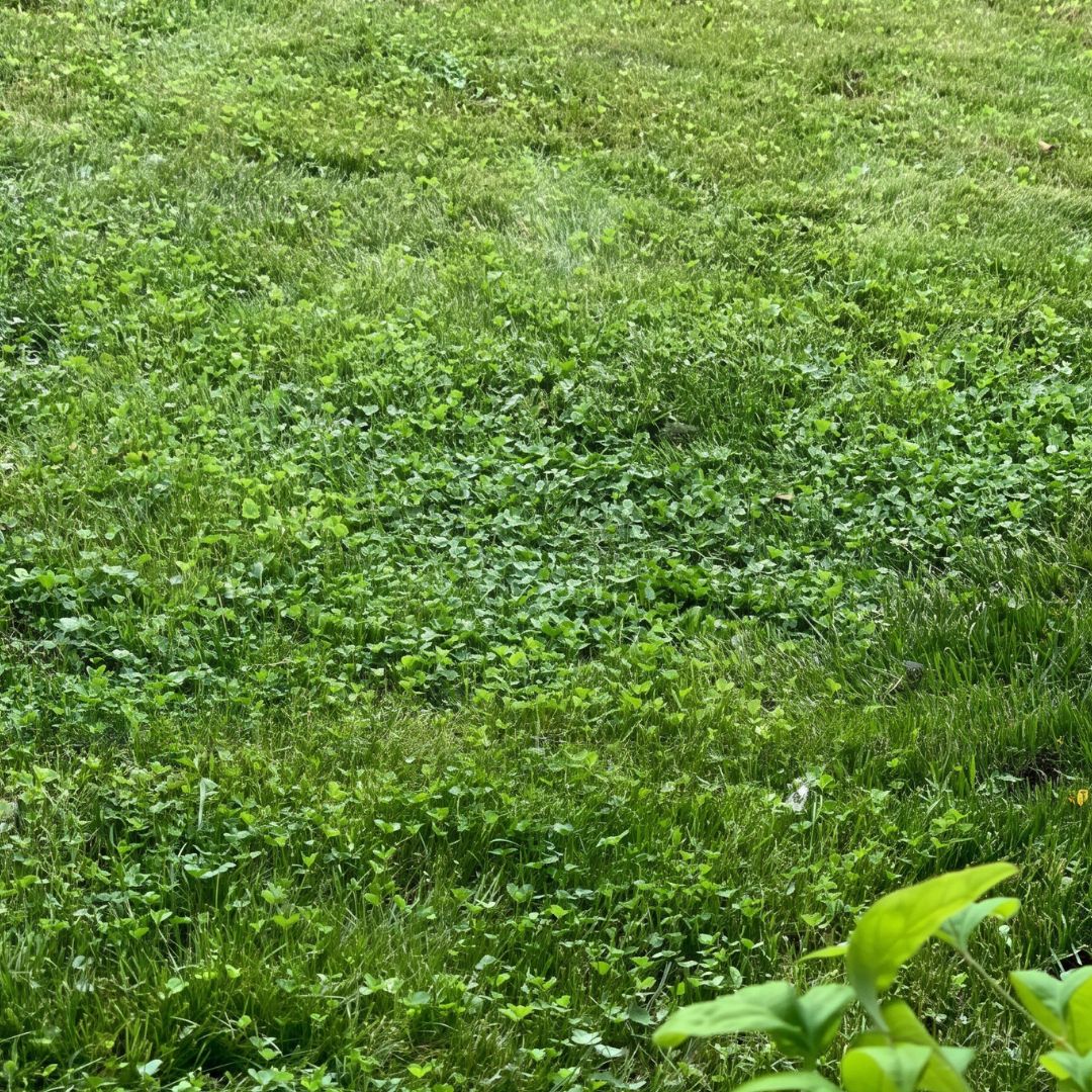 Lawn covered with the DogLawn™ | Dog-Friendly Eco-Lawn Seed