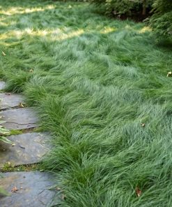 Lawn of BuffaloLawn™ | Pure Native Buffalograss Lawn Seed
