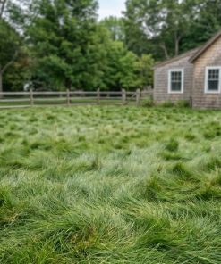 Lawn of CoastalLawn™ | West Coast Native Lawn Seed