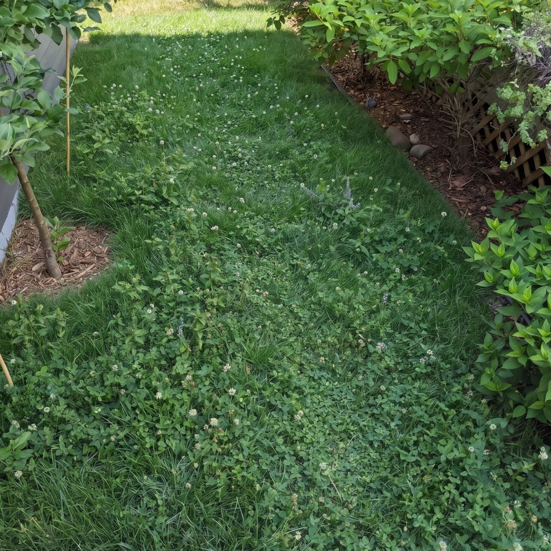 Lawn of MicroBee™ HOA-Friendly Bee Lawn Seeds