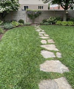 Lawn of cloversport clover grass mix