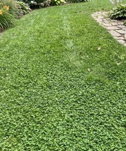 Lawn of the clover grass mix