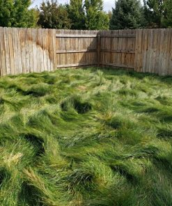 No mow fescue lawn of DroughtGuard™ No-Mow Fine Fescue