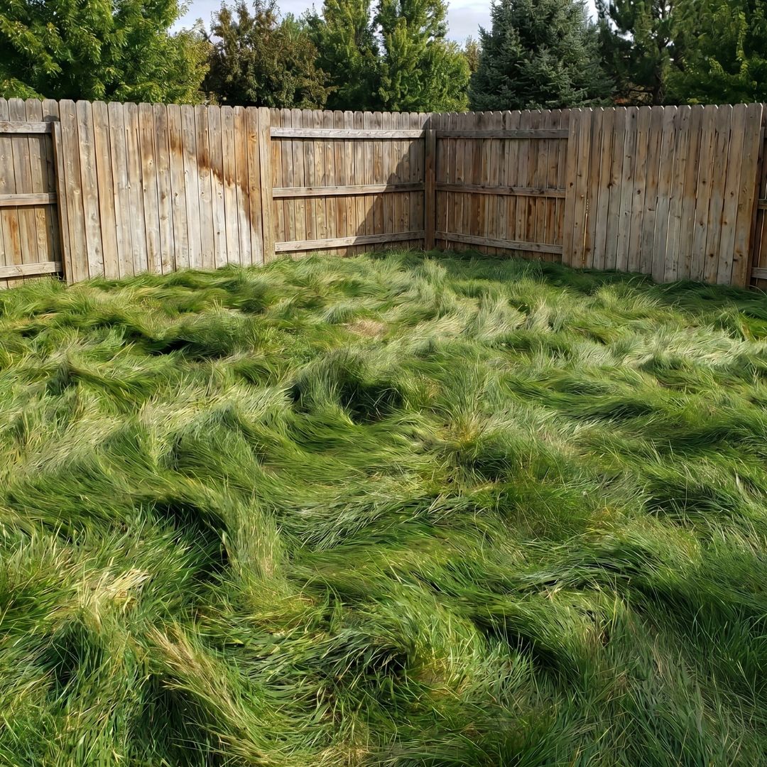 No mow fescue lawn of DroughtGuard™ No-Mow Fine Fescue