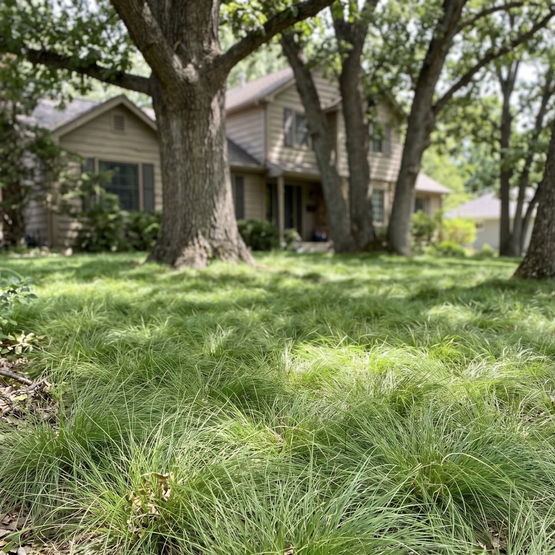 SedgeLawn — sedge for dry shade