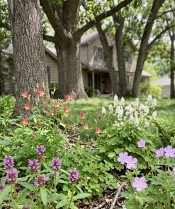 ShadeMeadow | Native Shade Wildflower Mix