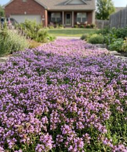 SilkWalk | Wild Thyme Lawn Seed