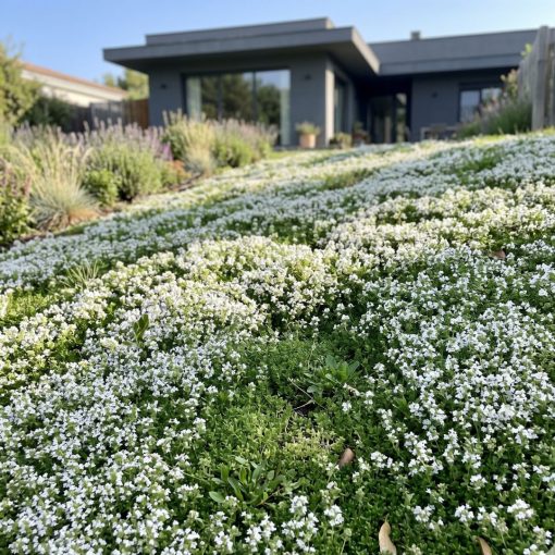 White creeping thyme in clean white bloom