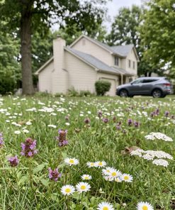 WildLawn | No-Mow Flowering Lawn Mix