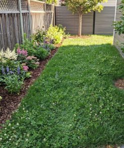 Yard of MicroBee™ HOA-Friendly Bee Lawn Seeds