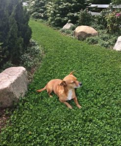Yard with dog of DogLawn™ | Dog-Friendly Eco-Lawn Seed