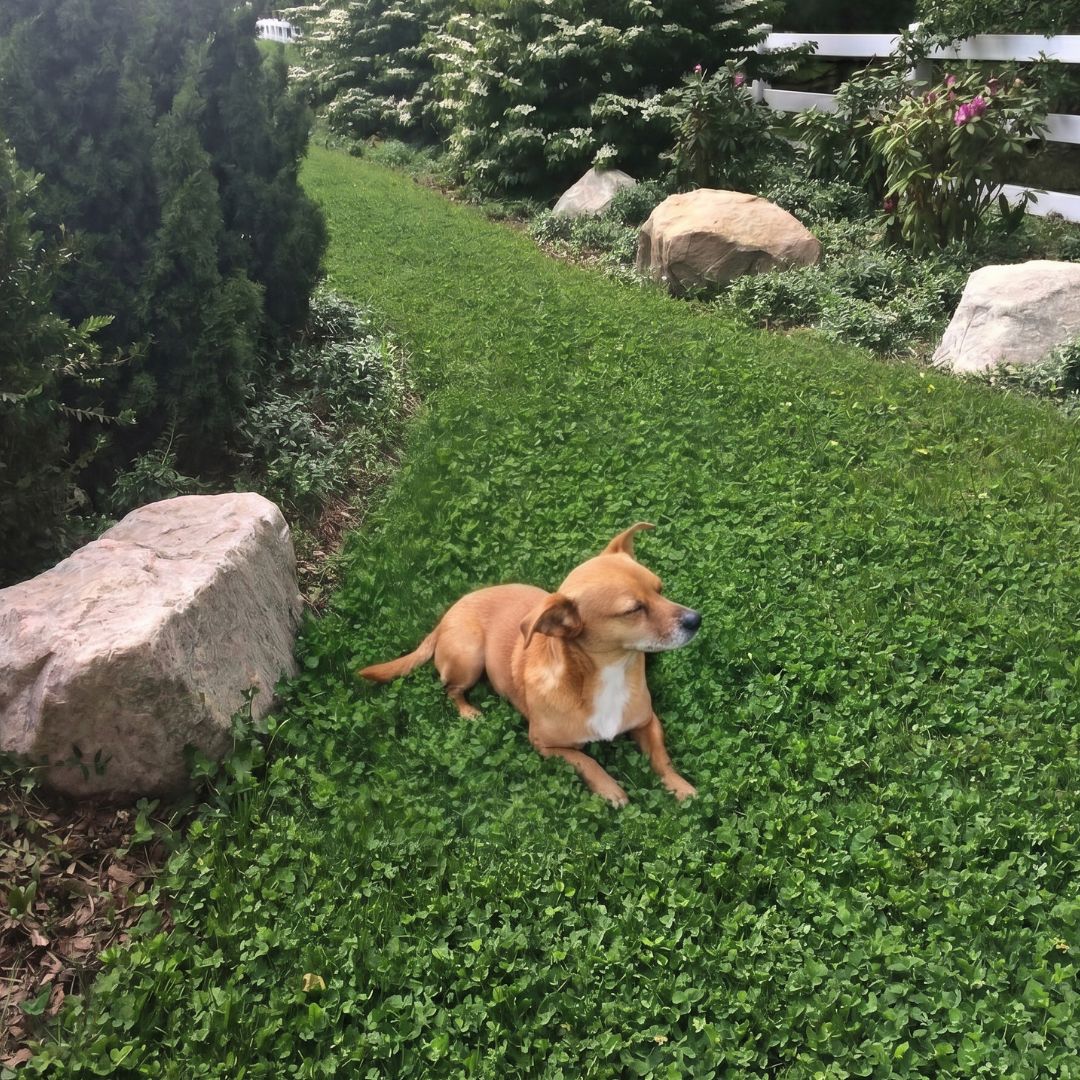 DogLawn — for dogs