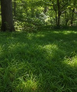 Lawn grown from sedgelawn Pennsylvania Sedge Lawn seed