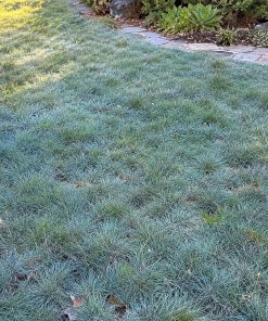 Lawn grown from SheepGuard | Sheep Fescue Lawn Seed