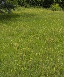 Yellow Rattle Lawn Seeds | Rhinanthus minor