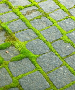 Bryum Moss | Bryum caespiticium