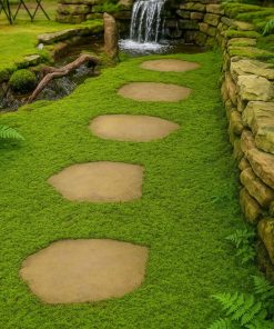 Carpet Moss | Hypnum spp.