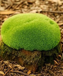 Cushion Moss | Leucobryum glaucum