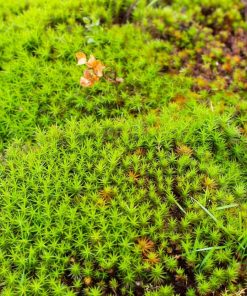Haircap Moss | Polytrichum commune