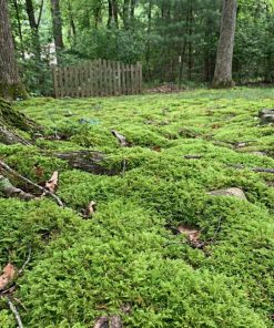 Fern Moss | Thuidium delicatulum
