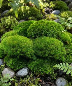 Mood Moss | Dicranum scoparium