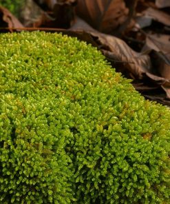 Spoon Leaved Moss | Bryoandersonia illecebra