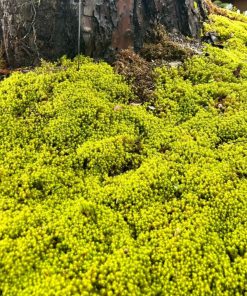 Star Moss | Tortella tortuosa
