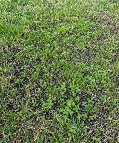 Bare-Spot & Overseed Repair Mix eco-lawn seed — the lawn established in a real garden